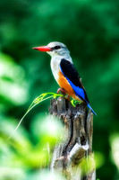Africa, "African Hen", Kingfisher, beak, bird, claws, colors, colors, details, ducks, eagle, eating, feathers, flying, forest, garden, hawk, hunting, jungle, nest, park, posing, predator, prey, restin