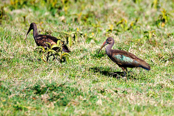Africa, Botswana, Caprivi, Namibia, Sunbathing, beak, colors, details, eye, feathers, flying, , hadada, nature, parks, portrait, safari, structure, wings, Kenya, legs, nesting, migration