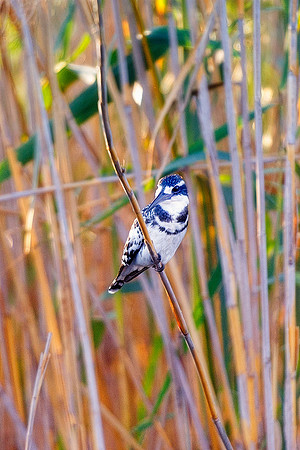 Africa, Botswana, Namibia, Zambia, Zimbabwe, beak, feathers, fish, fishing, flying, "pied kingfisher", lake, pied, pond, river, safari, swamp, wings