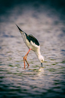 Africa, Botswana, Kenya, Malawi, Namibia, "South Africa", Sunbathing, Tanzania, Zambia, Zimbabwe, beak, birds, "black bird", branches, colors, details, eye, feathers, flying, lakes, nature, nature, pa