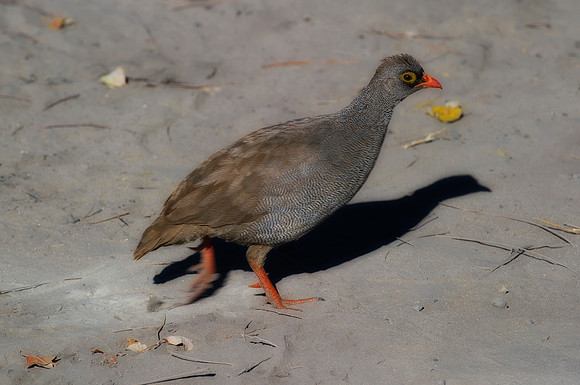 Africa, beak, bird, chicken, details, feathers, food, hen, "red billed spurfowl", bertazzoni, Namibia, Botswana
