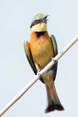 Africa, Botswana, Hedada, Ibis, Kenya, Malawi, Marabu, Namibia, "South Africa", Sunbathing, Tanzania, Zambia, Zimbabwe, beak, "bee eater", birds, "black bird", branches, colors, details, eye, feathers