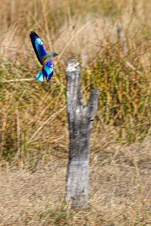 Africa, African, Botswana, Namibia, South, Zambia, Zimbabwe, beak, bird, colors, eye, feathers, resting, safari, savanna, wings