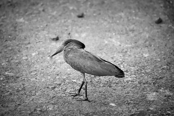 Africa, Botswana, Caprivi, Namibia, Sunbathing, beak, colors, details, eye, feathers, flying, hamerkop, "hammer head", nature, nature, parks, portrait, safari, structure, wings