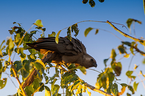 Africa, African, Botswana, Namibia, South, Zambia, Zimbabwe, beak, bird, colors, eye, feathers, resting, safari, savanna, wings