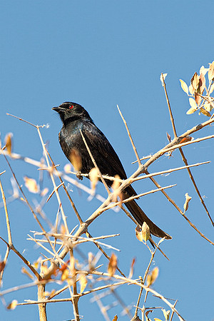 Africa, Botswana, Malawi, Namibia, "Fork Tailed Drongo", "South Africa", Sunbathing, Tanzania, Zambia, Zimbabwe, beak, "black bird", branches, colors, details, eye, feathers, flying, nature, nature, p