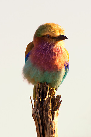 Africa, Botswana, Namibia, Sunbathing, beak, colors, details, eye, feathers, flying, nature, nature, parks, portrait, safari, structure, wings, "lilac breasted roller"