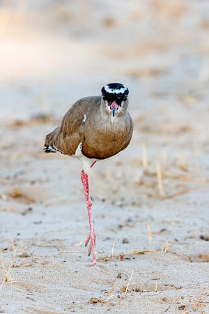 Crowned Lapwing