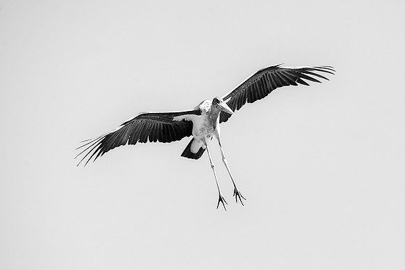 "flying vulture", "black & white", Africa, Botswana, Kenya, Tanzania, Zambia, Zimbabwe, beak, claw, collar, death, safari, savanna, scavengers, vultures, wings