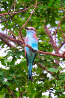Africa, "African Hen", beak, bird, claws, colors, colors, details, ducks, eating, feathers, flying, forest, garden, hunting, jungle, nest, park, posing, predator, prey, resting, safari, savanna, sceni