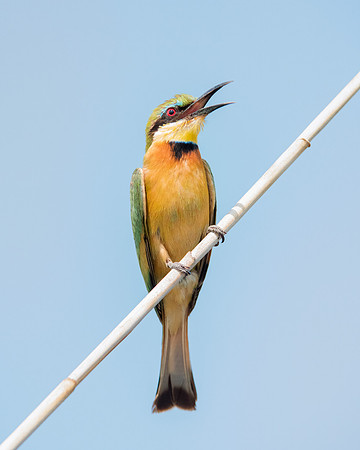 Africa, Botswana, Hedada, Ibis, Kenya, Malawi, Marabu, Namibia, "South Africa", Sunbathing, Tanzania, Zambia, Zimbabwe, beak, "bee eater", birds, "black bird", branches, colors, details, eye, feathers
