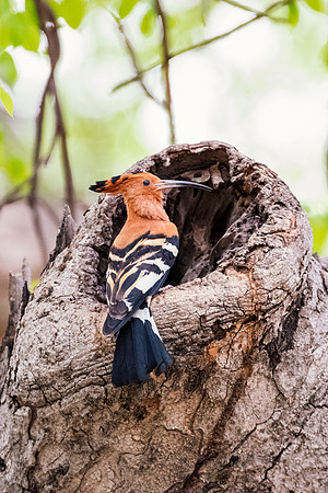 Africa, Botswana, Kenya, Malawi, Namibia, "South Africa", Sunbathing, Tanzania, Zambia, Zimbabwe, beak, birds, "black bird", branches, colors, details, eye, feathers, flying, lakes, nature, nature, pa
