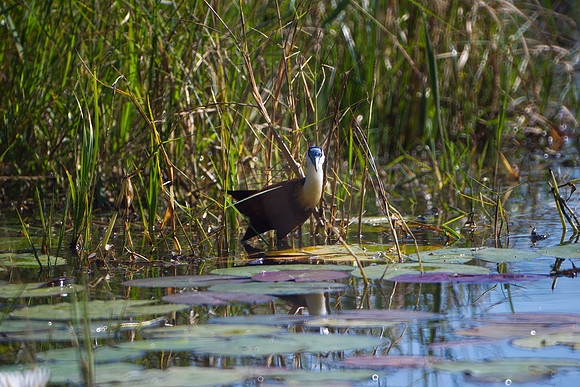 Africa, African, Botswana, Namibia, South, Zambia, Zimbabwe, beak, bird, colors, eye, feathers, freedom, lake, legs, "marsh bird", pond, resting, safari, savanna, sky, swamp, wings, waterfowl, "Africa