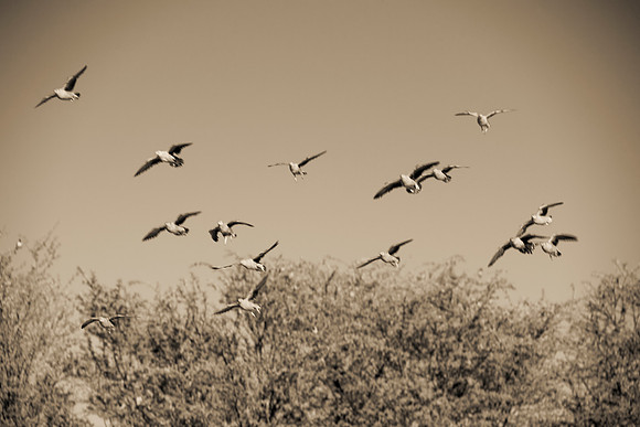 Africa, Botswana, Namibia, "South Africa", Zambia, Zimbabwe, beak, bird, eyes, feathers, fishing, lake, legs, migration, nature, pong, river, safari, savanna, swamp, "water thivk knee", wings