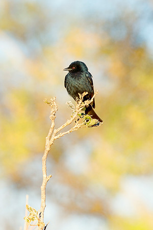 Africa, African, Botswana, Namibia, South, Zambia, Zimbabwe, beak, bird, colors, eye, feathers, resting, safari, savanna, wings