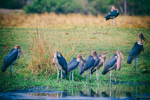 Africa, Botswana, Kenya, Malawi, Namibia, "South Africa", Sunbathing, Tanzania, Zambia, Zimbabwe, beak, birds, "black bird", branches, colors, details, eye, feathers, flying, lakes, nature, nature, pa