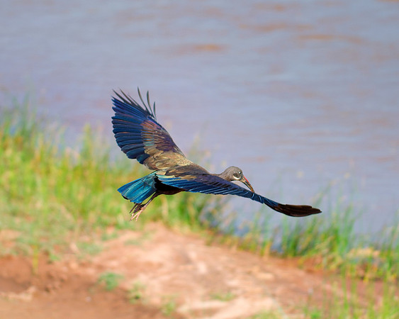 Africa, Botswana, Caprivi, Hadada, Kenya, Namibia, Sunbathing, beak, colors, details, eye, feathers, flying, legs, migration, nature, nesting, parks, portrait, safari, structure, wings