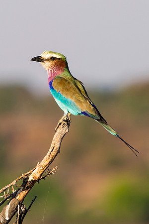 "African bird", Botswana, Namibia, "South Africa", Zambia, Zimbabwe, beak, colors, eye, feathers, resting, safari, savanna, wings, "Lilac Breasted Roller",