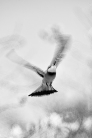 Africa, "African Bird", artistic, beak, bird, bird, black, black, black & white, claws, flying, predator, safari,"black & white", wings