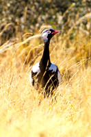 African bird, Botswana, Namibia, South Africa, Zambia, Zimbabwe, beak, colors, eye, feathers, resting, safari, savanna, wings