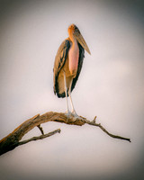 Africa, Botswana, Kenya, Malawi, Namibia, "South Africa", Sunbathing, Tanzania, Zambia, Zimbabwe, beak, birds, "black bird", branches, colors, details, eye, feathers, flying, lakes, nature, nature, pa