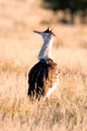 African Birds