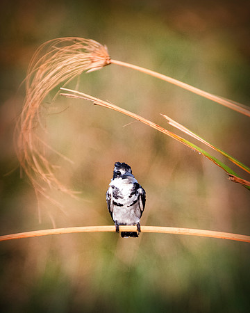 Africa, Botswana, Mozambique, Zambia, Zimbabwe, beak, "bearded woodpecker", climbing, colors, details, feathers, forest, insects, jungle, legs, nature, safari, savanna, trees, wings, wood