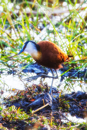 Africa, African, "African Jacana", Botswana, Namibia, South, Zambia, Zimbabwe, beak, bird, bird, colors, eye, feathers, fishing, flying, forest, insect, lake, larva, mud, nature, outdoor, park, restin