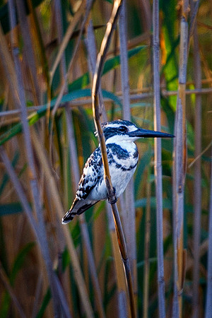 Africa, Botswana, Namibia, Zambia, Zimbabwe, beak, feathers, fish, fishing, flying, "pied kingfisher", lake, pied, pond, river, safari, swamp, wings