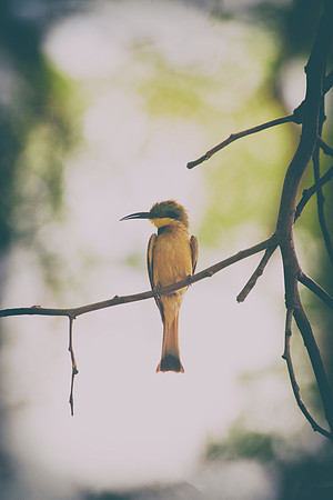 Africa, Botswana, Hedada, Ibis, Kenya, Malawi, Marabu, Namibia, "South Africa", Sunbathing, Tanzania, Zambia, Zimbabwe, beak, "bee eater", birds, "black bird", branches, colors, details, eye, feathers