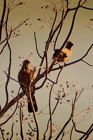 Africa, birds, couple, "exotic bird", parrots, resting, safari, trees, "grey go away",
