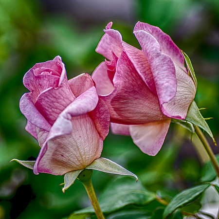 roses, HDR, artistic, colors, vibrance, texture, details, Nikon, Bertazzoni, garden, petals, spines, nature