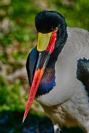 Africa, Beak, Botswana, Caprivi, Chobe, Kenya, Kenya, Mozambique, Namibia, Savuti, "South Africa", Tanzania, Tanzania "redBilled Stork", babies, colors, feathers, fish, fishing, lake, long legs, mud,