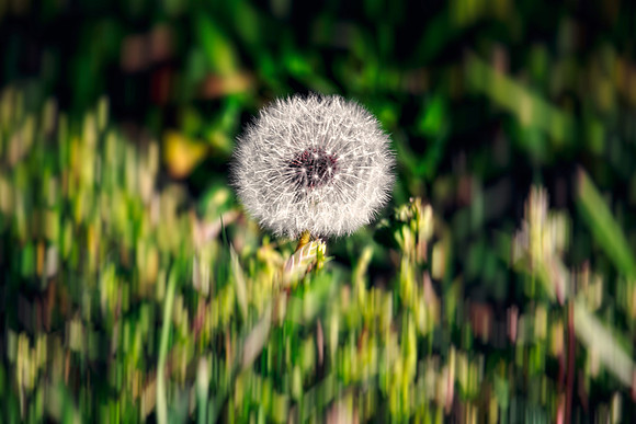 Bertazzoni, Dandelion, Leafs, Nikon, Nikon, blowing, "blowing flower", garden, grass, highlights, shade, trees, yard