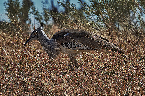 Exotic Bird