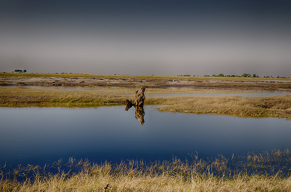 swamp, details, colors, texture, structure, artistic, pond, water, grass, Bertazzoni, Nikon, reflex,