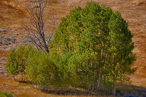 Ear, HDR, Nikon, artistic, bertazzoni, bokeh, colors, details, foliage, grass, nature, seasons, wind, yard, pine, "small pine", California, USA, scenic, "Eastern Sierra", foliage, leaves