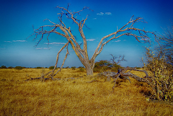 landscape, colors, sky, details, "dead tree, HDR, bertazzoni, structure, nature, panorama