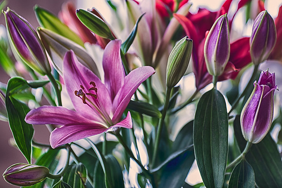 lilies, flowers, details, petals, pistils, colors, HDR, artistic, Nikon, Bertazzoni, garden, nature, home