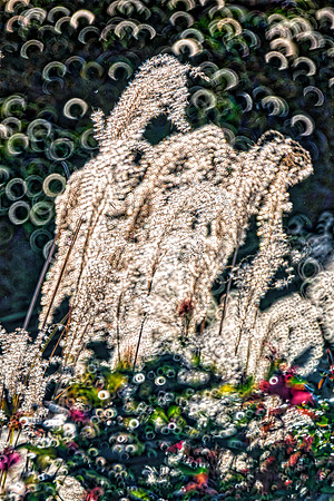 Bertazzoni, HDR, Nikon, artistic, "cane thicket", colors, details, "mirror lens", nature, pond, structure, wind, rings,