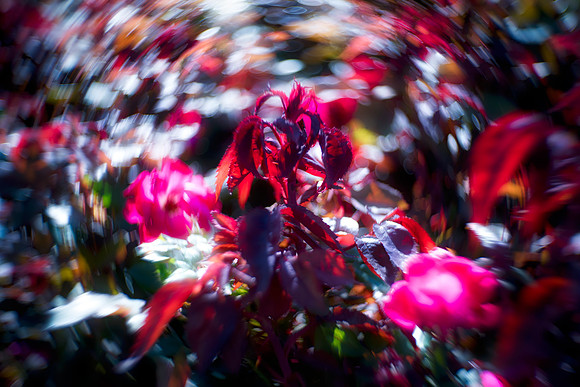 Bertazzoni, Nikon, autumn, bokeh, branches, contrast, dew, foliage, foliage, forest, leafs, nature, pearls, pecan, rain, trees, water, wind, winter, wood, "rose garden", HDR
