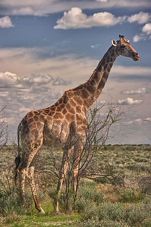 Giraffe