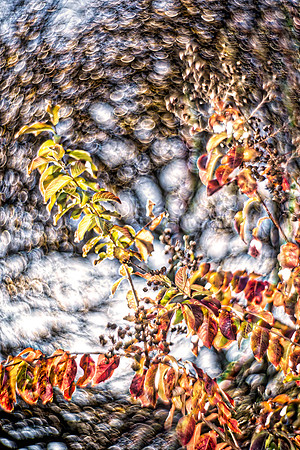 Bertazzoni, HDR, Nikon, bush, colors, details, garden, green, scenic, texture, leafs, veins, rings, artistic, nature