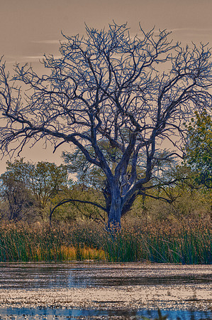 Africa, Zambezi, Zambia, Zimbabwe, fishing, river, tree, sky, storm, trees, water, structure, scenic, HDR