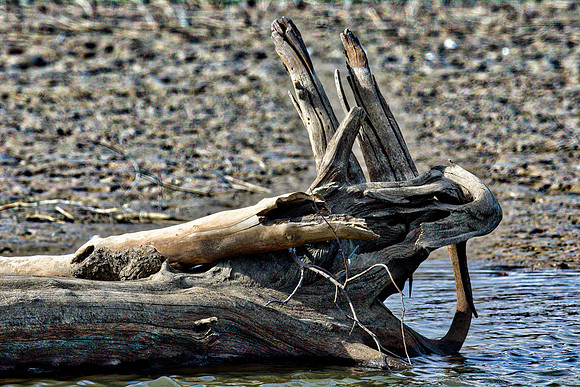 Log