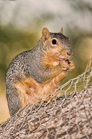 hdr, squirrel, details, colors, wildlife, yard, trees, nut, Bertazzoni, artistic, structure,