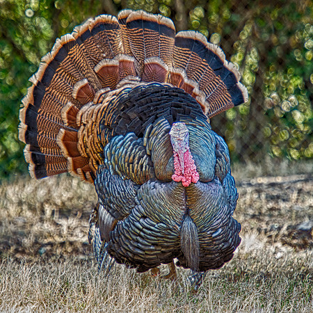 "wild turkey", HDR, colors, details, structure, texture, Bertazzoni, Nikon, artistic, yard, farm, thanksgiving,