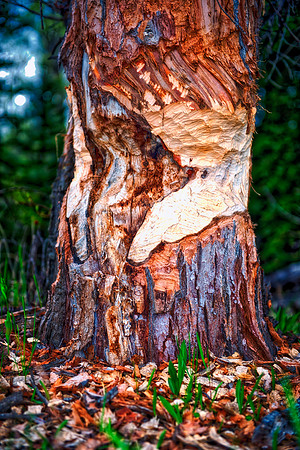 Bertazzoni, HDR, Nikon, details, fire, nature, river, sand, structure, tree, wood, log, colors,