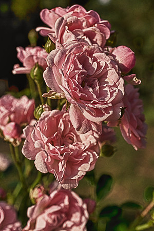 Roses