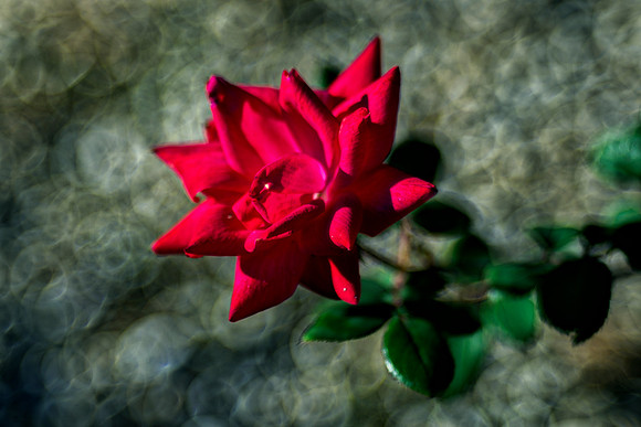 Bertazzoni, HDR, Nikon, artistic, colors, details, garden, nature, petals, roses, spines, texture, vibrance, petals, "red petals, rings,